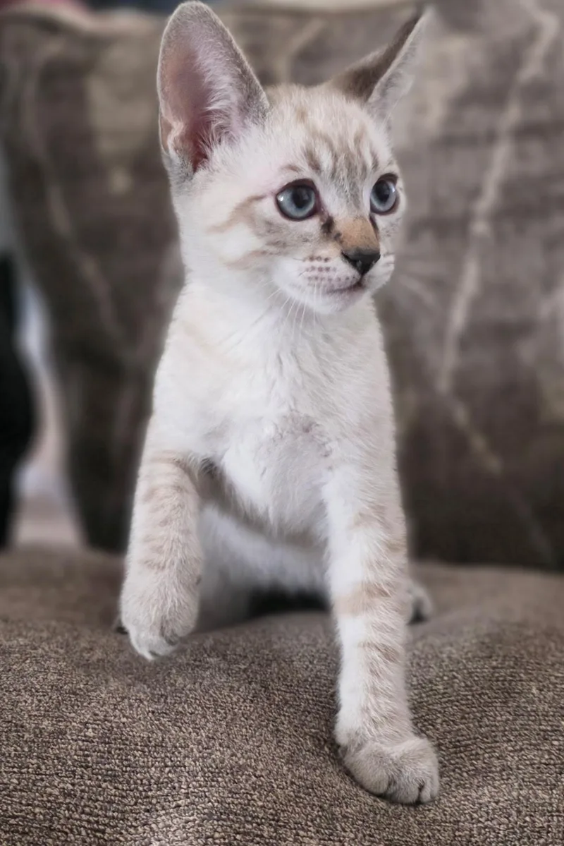 A baby medium-sized male Siamese cat named Dream for adoption in Napa, CA