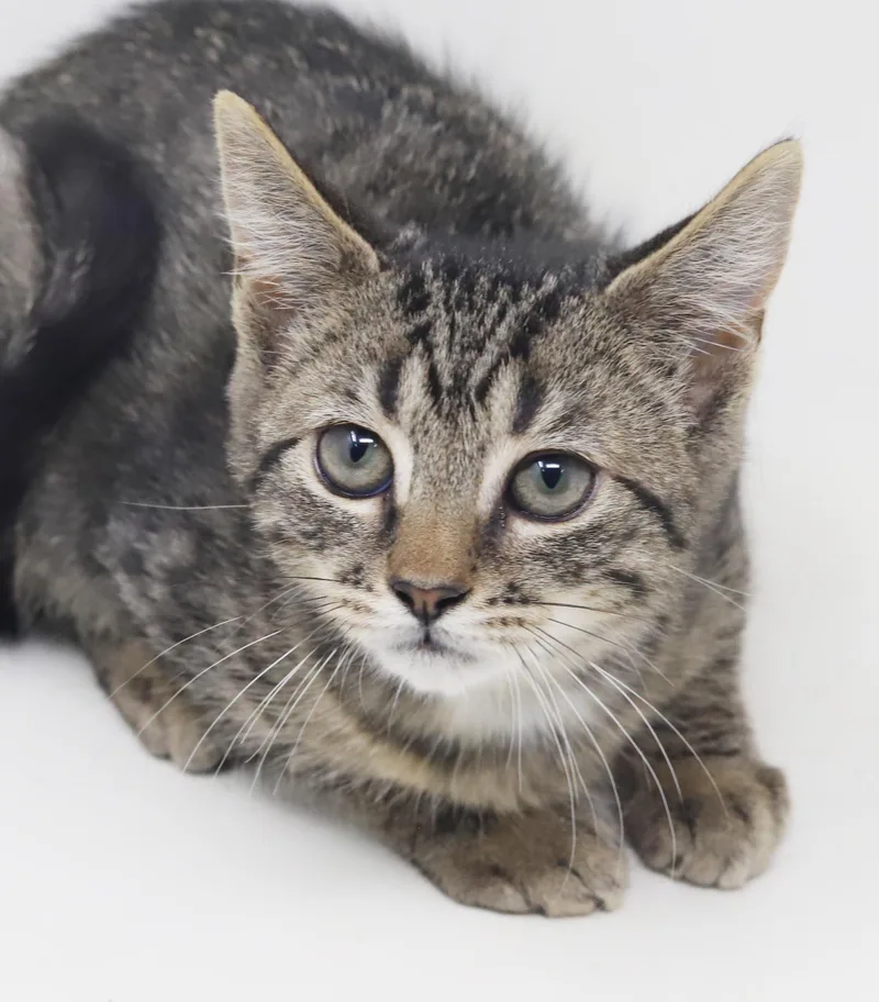 A baby small-sized female Tabby (Tiger Striped) Tabby cat named Chimichurri is a mini for adoption in Bedford Hills, NY