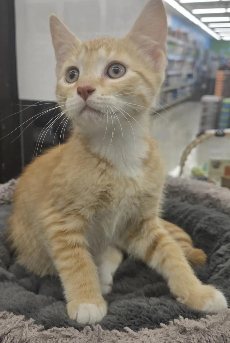 A baby medium-sized male Orange & White Domestic Short Hair cat named Orzo for adoption in Warren, OH