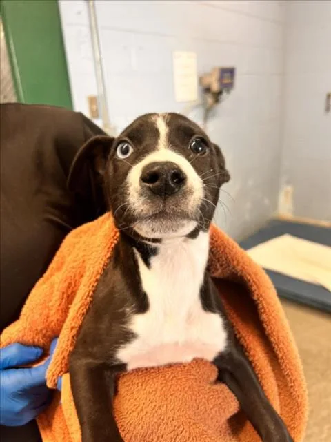 A baby small-sized female Labrador Retriever dog named Marcie for adoption in Woodland, CA