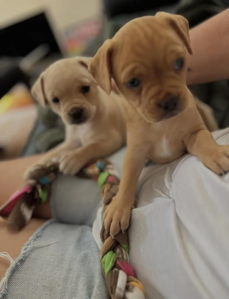 A baby medium-sized female Pit Bull Terrier dog named Kit for adoption in Pasadena, CA
