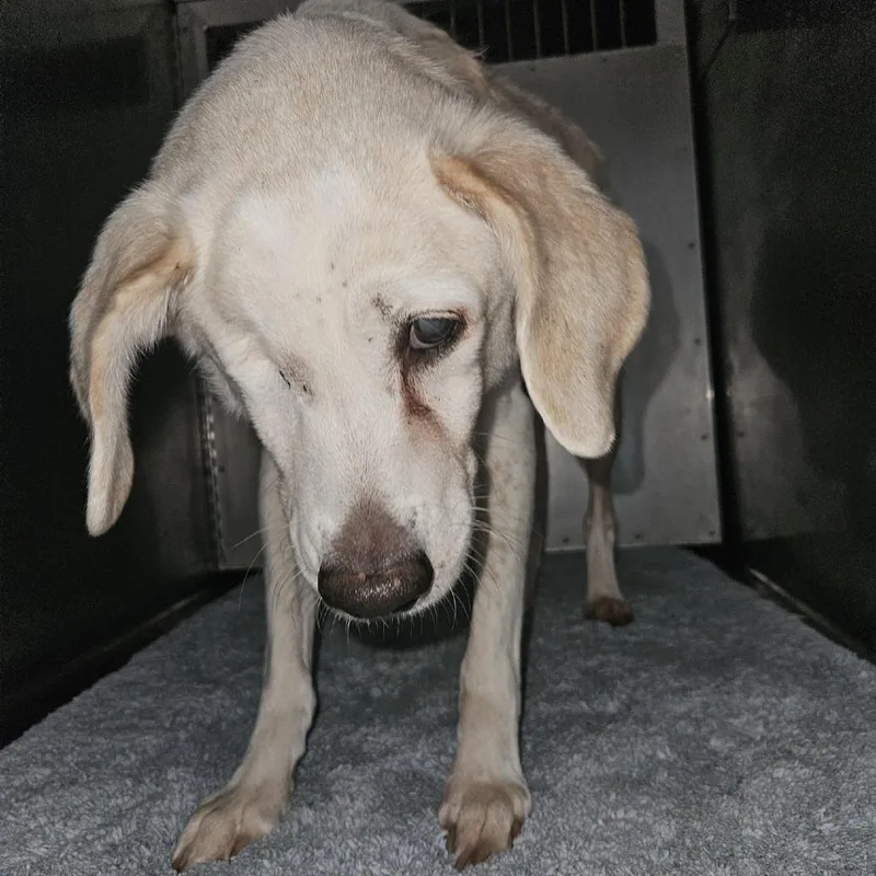 A senior medium-sized male White / Cream Beagle dog named Ike for adoption in Cedar Rapids, IA