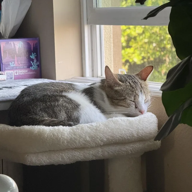 An adult small-sized female Brown / Chocolate Domestic Short Hair cat named Maia for adoption in Tustin, CA