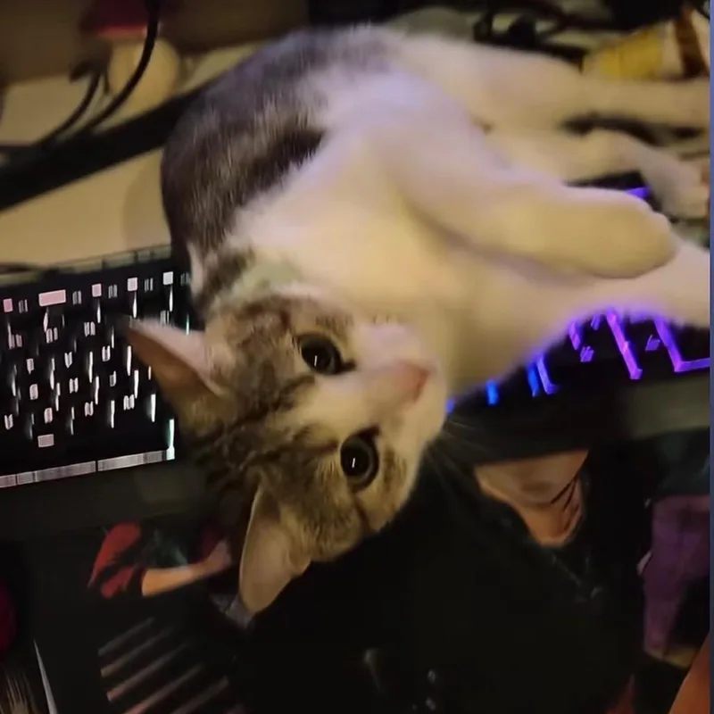 Maia thumbnail 5