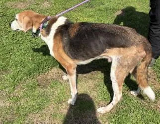 A senior large-sized male Hound dog named Rambo for adoption in Conway, SC