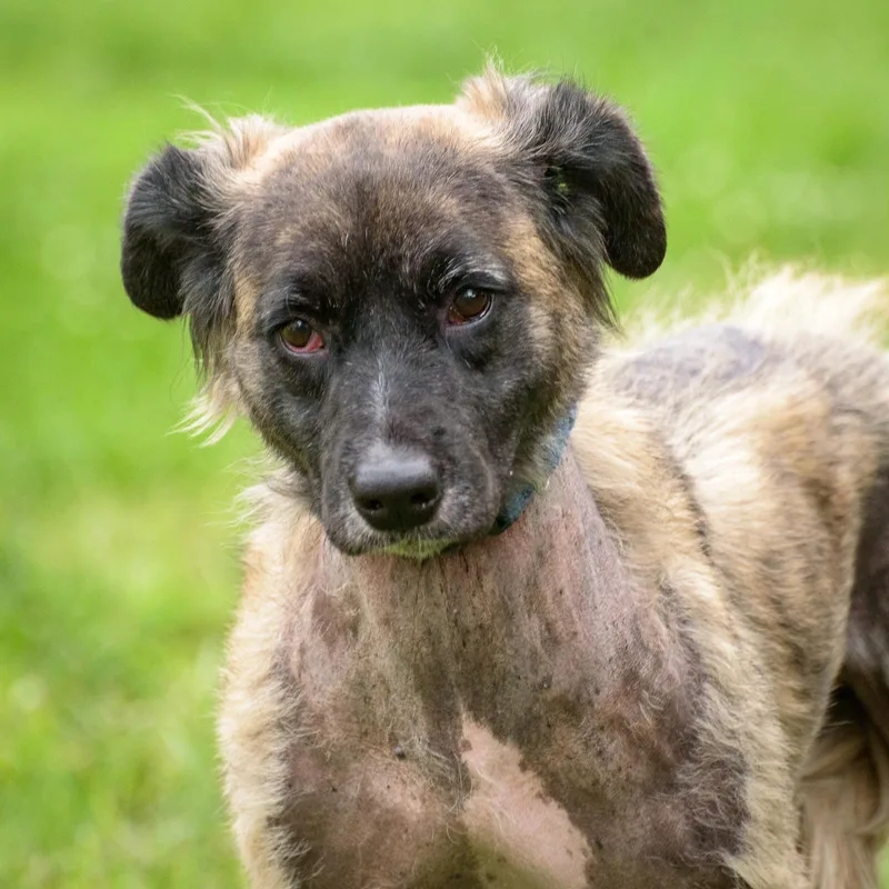 An adult medium-sized female Yellow / Tan / Blond / Fawn Hound dog named Mango for adoption in Lambertville, NJ