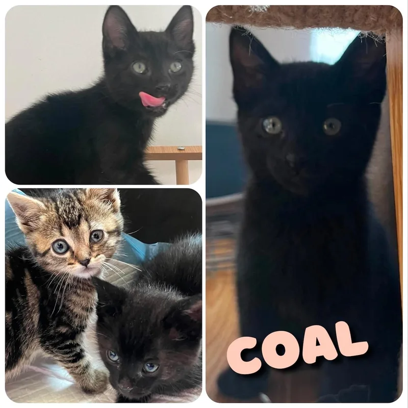 Coal thumbnail 5