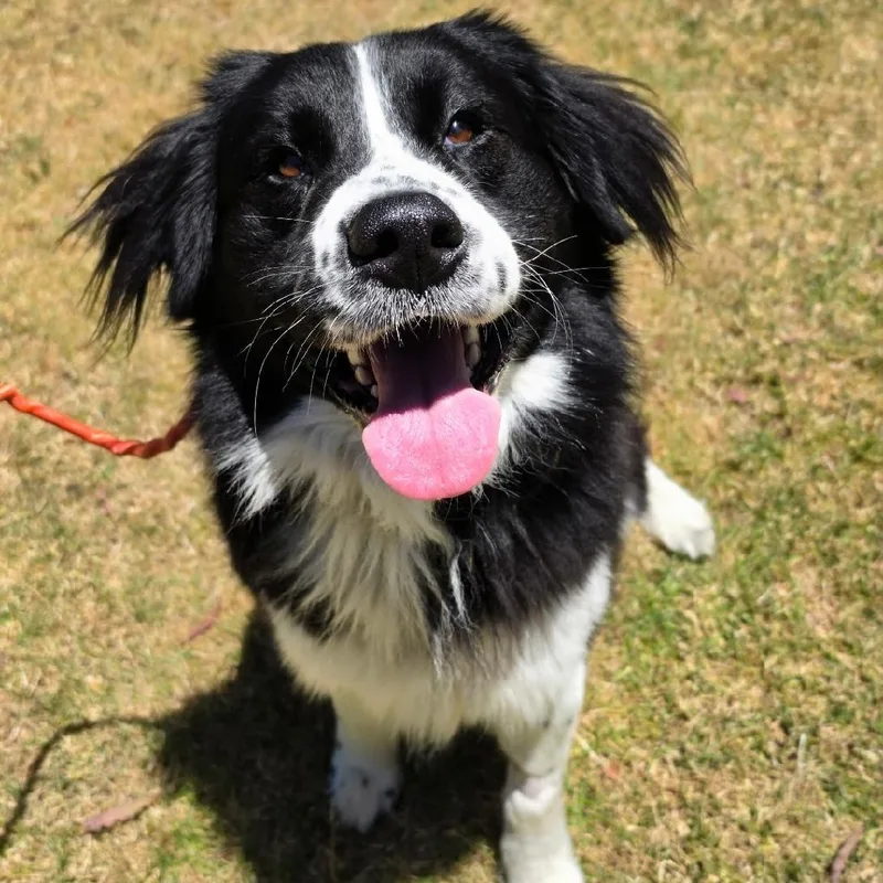 An adult large-sized male Australian Shepherd dog named Oreo Mcflurry for adoption in Newport Beach, CA