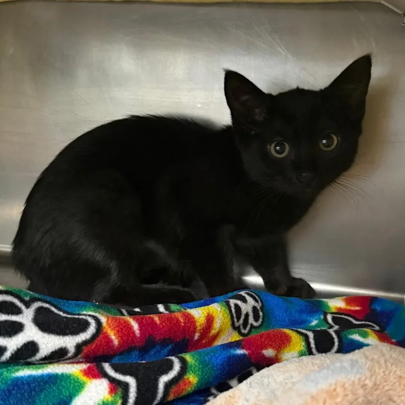 A baby small-sized female Domestic Short Hair cat named Anubis for adoption in West Palm Beach, FL