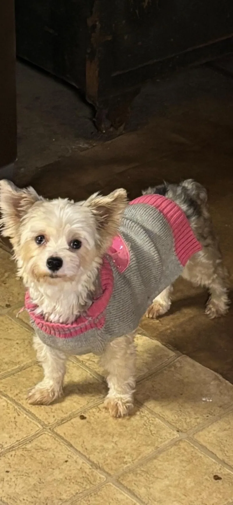 Blueberry thumbnail 2