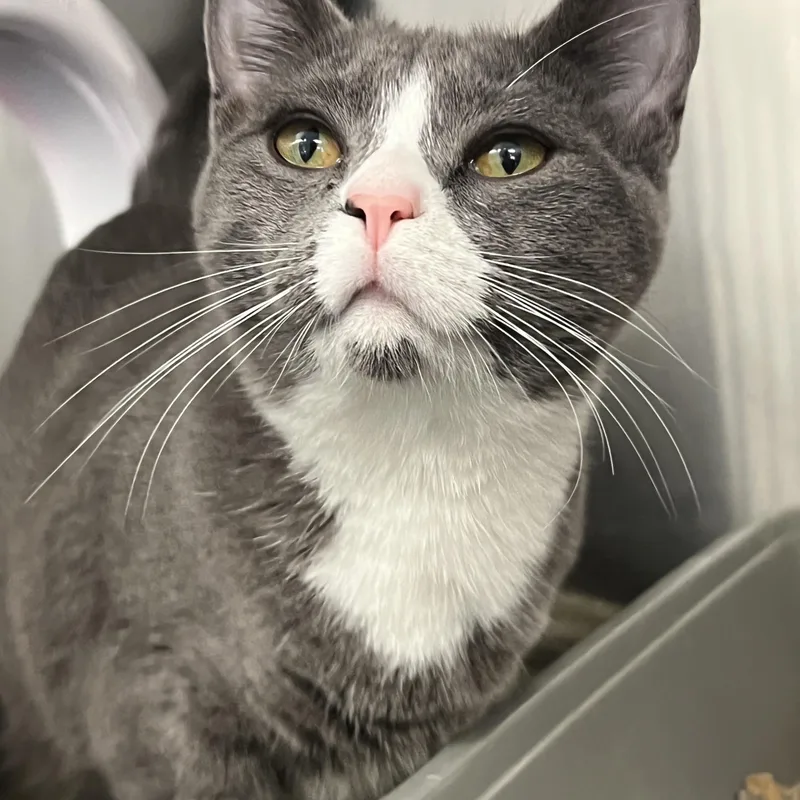A baby medium-sized female Gray & White Domestic Short Hair cat named Cyan for adoption in Mount Pleasant, MI