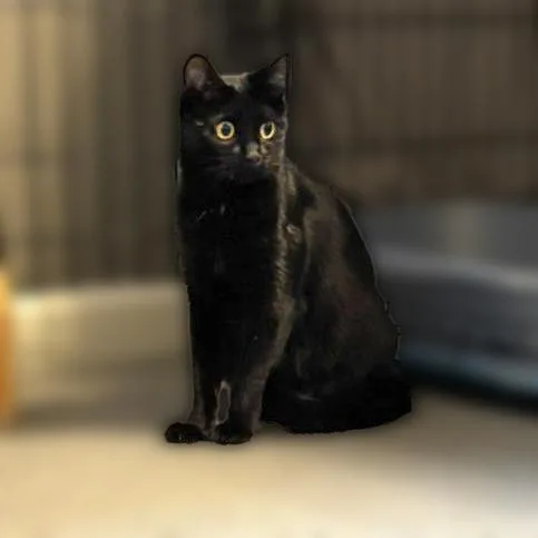 An adult medium-sized female Domestic Short Hair cat named Tomi for adoption in Cumming, GA
