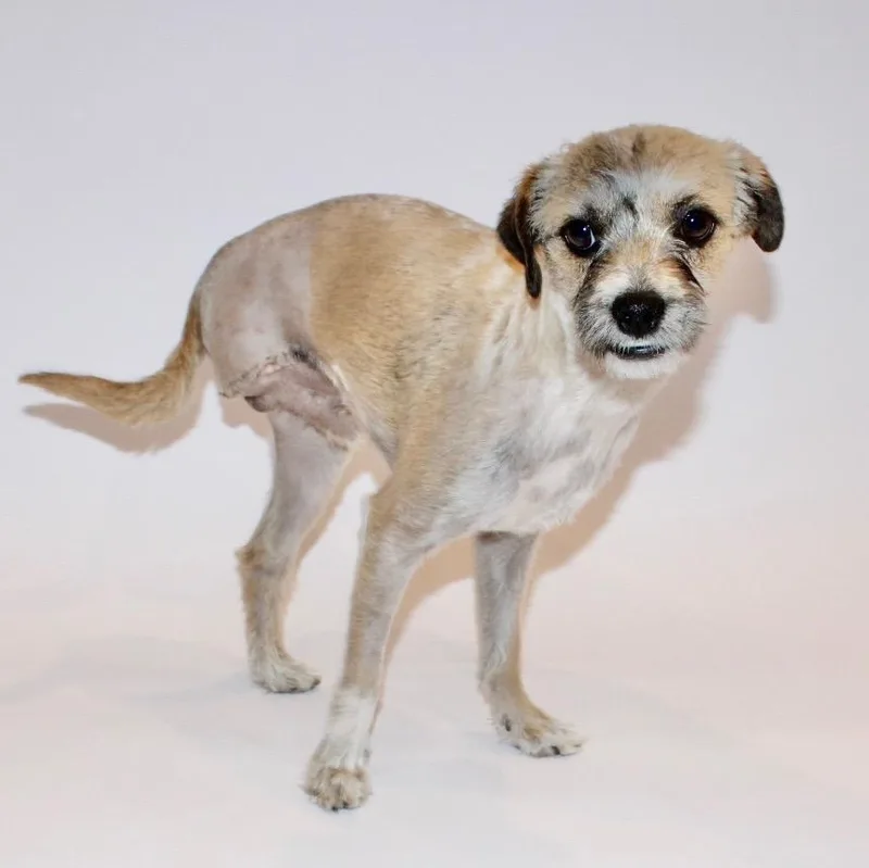 A young small-sized male Brindle Border Terrier dog named Rocky for adoption in Saratoga Springs, NY