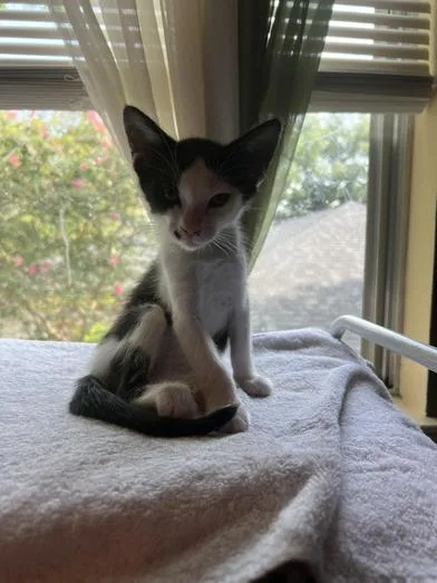 A baby small-sized female Black & White / Tuxedo Domestic Medium Hair cat named Dottie for adoption in Liverpool, TX