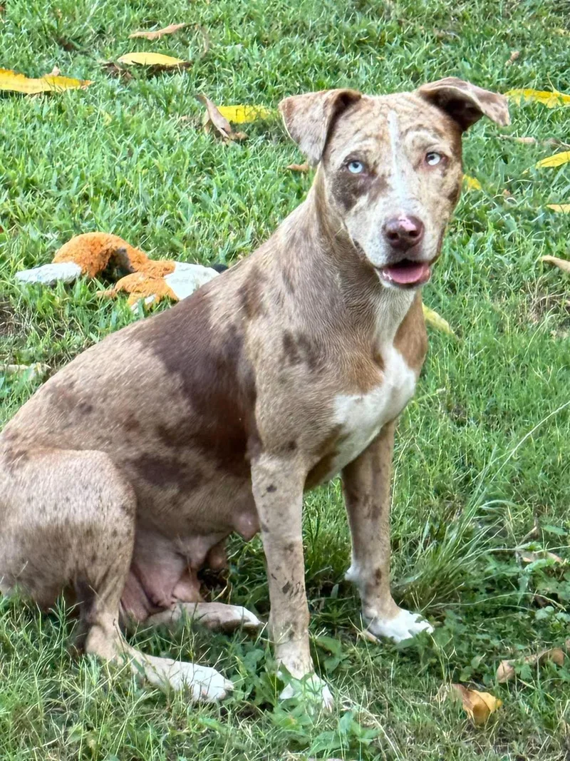 A young medium-sized female Gray / Blue / Silver Catahoula Leopard Dog dog named Marble Marbly MarbALee for adoption in Nanuet, NY