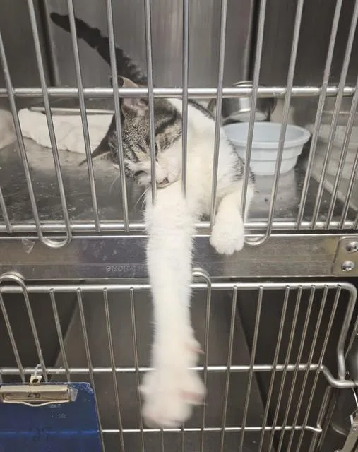 A young small-sized male Domestic Short Hair cat named Elroy for adoption in Decatur, IL