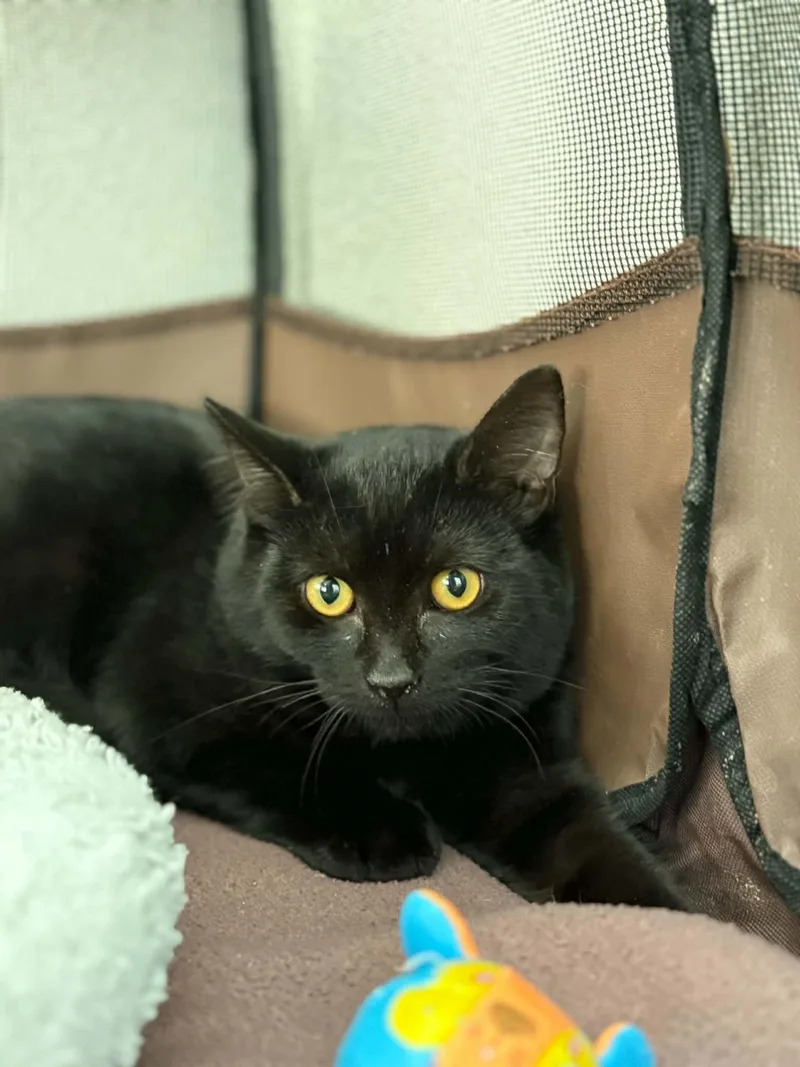 A baby medium-sized male Domestic Short Hair cat named Forky for adoption in Grants Pass, OR