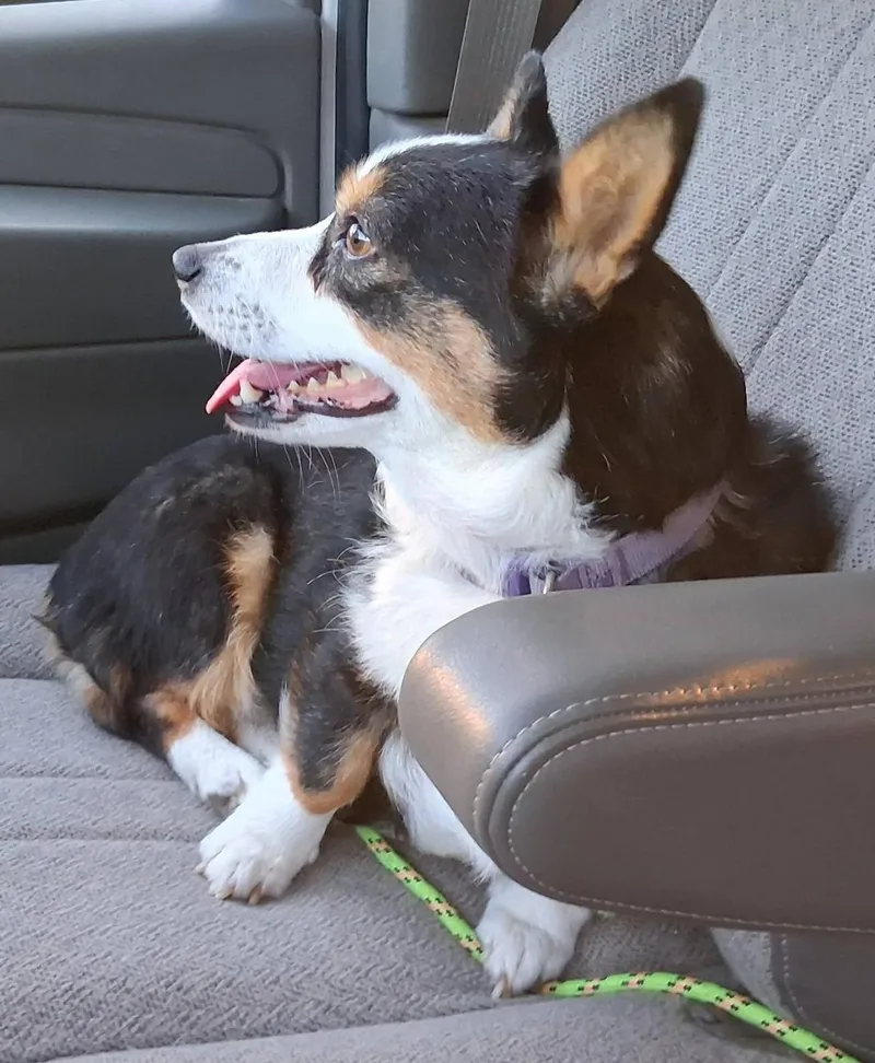 A young small-sized female Corgi dog named Cookie for adoption in Junction City, KS