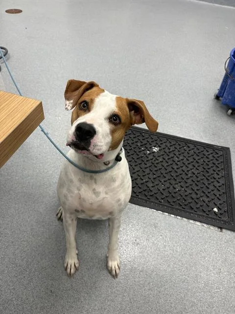 An adult medium-sized female Foxhound dog named Millie for adoption in Indianapolis, IN