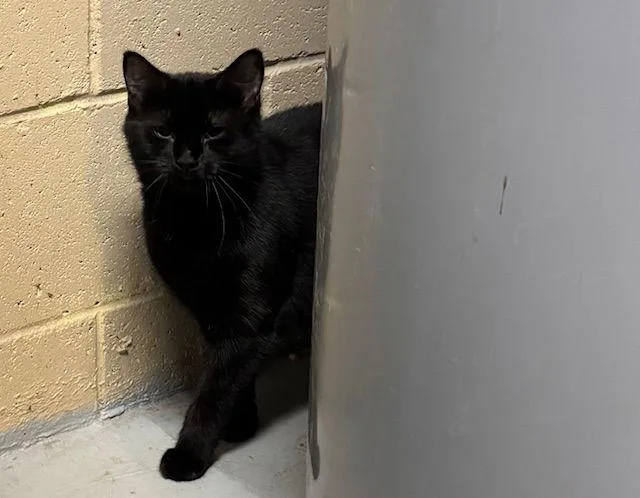 An adult medium-sized female Domestic Short Hair cat named Alice for adoption in Apollo, PA