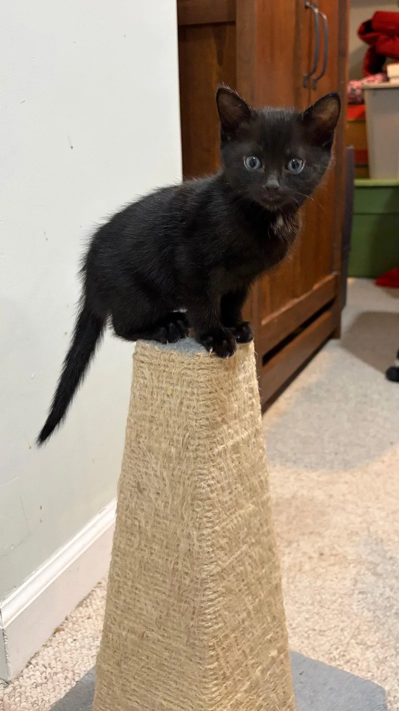 Hamlet  Willow Grove