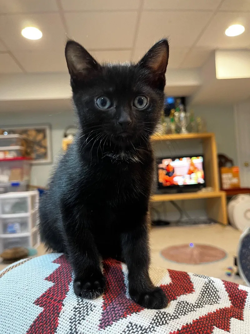 Hamlet  Willow Grove thumbnail 2