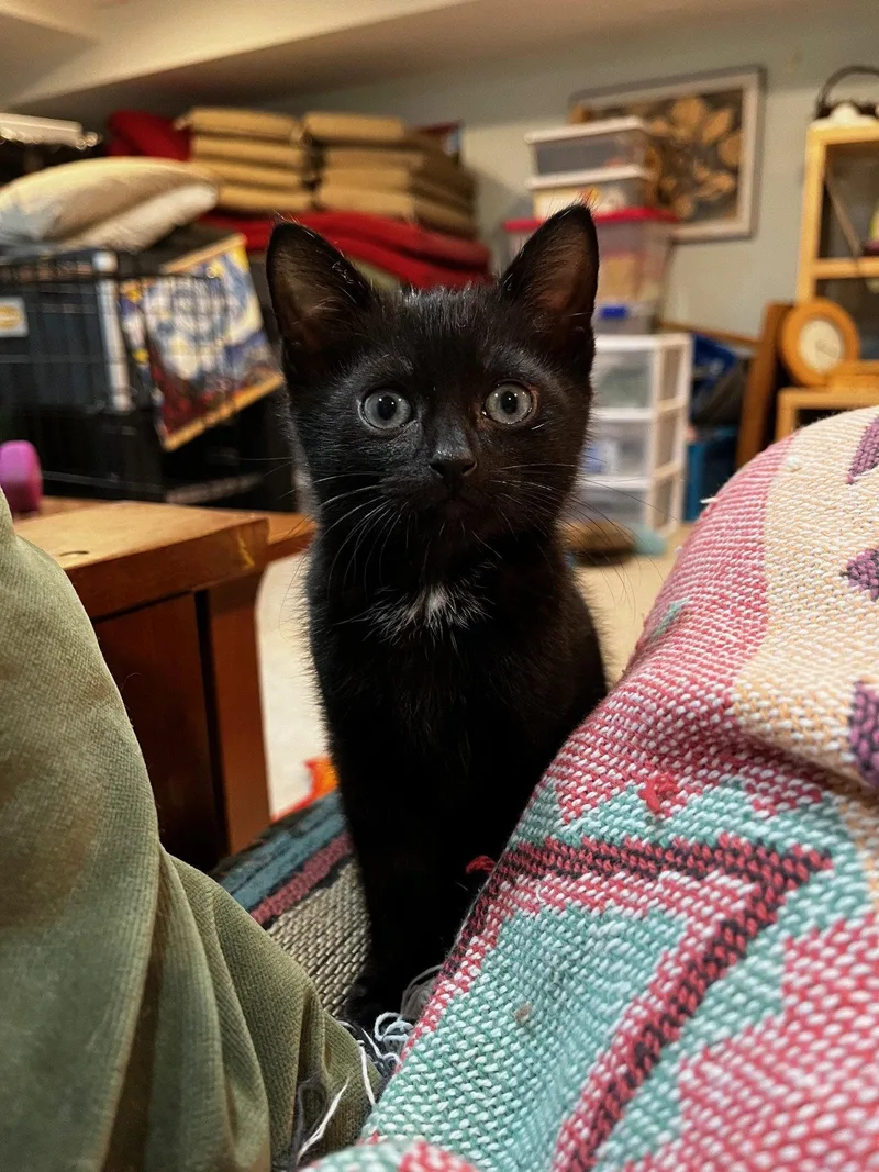 Hamlet  Willow Grove thumbnail 3