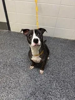 A young medium-sized male Boxer dog named Raider for adoption in Lake Wylie, SC