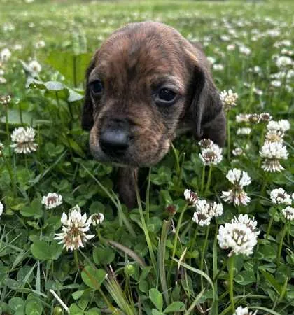 Edgar