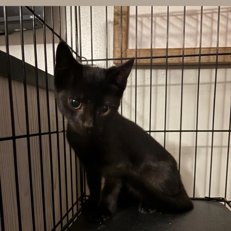 A baby small-sized male Black Domestic Short Hair cat named Breadstick for adoption in Wanaque, NJ