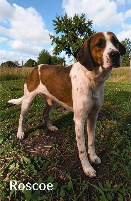 Roscoe thumbnail 3