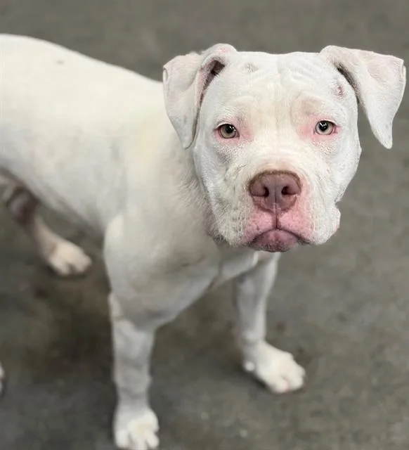 A young medium-sized female Boxer dog named Farrah for adoption in Fairfield, CA