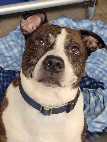An adult medium-sized male Mixed Breed dog named Koba for adoption in Hobart, IN