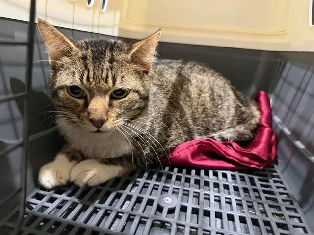 A young small-sized male Domestic Short Hair cat named Blue for adoption in Garland, TX