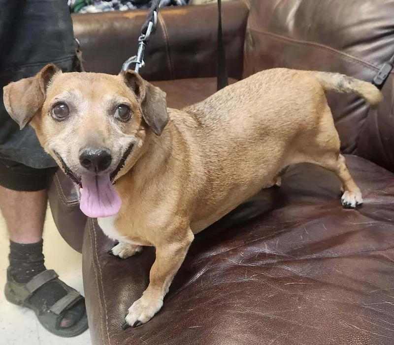 An adult small-sized male Brown / Chocolate Dachshund dog named Butch for adoption in Lexington, TN