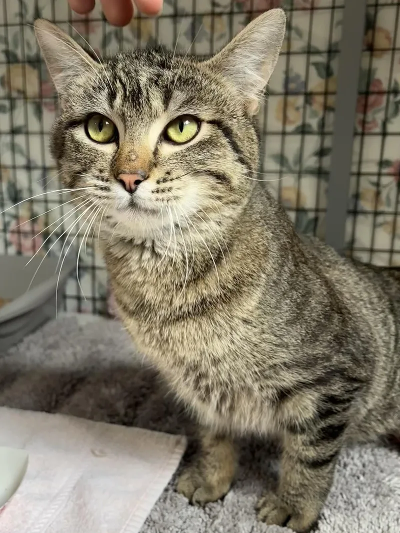 Sweetiepie thumbnail 2