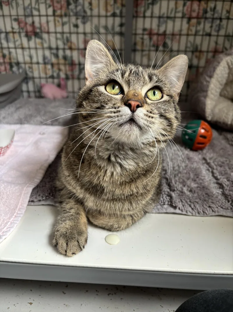 An adult medium-sized female Tabby (Buff / Tan / Fawn) Domestic Short Hair cat named Sweetiepie for adoption in Grants Pass, OR