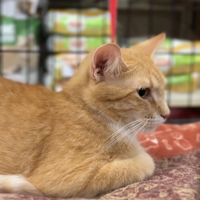 An adult medium-sized female Orange / Red Domestic Short Hair cat named Trina for adoption in Rochester, MN