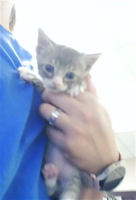 A baby small-sized male Domestic Short Hair cat named A for adoption in Fayetteville, NC