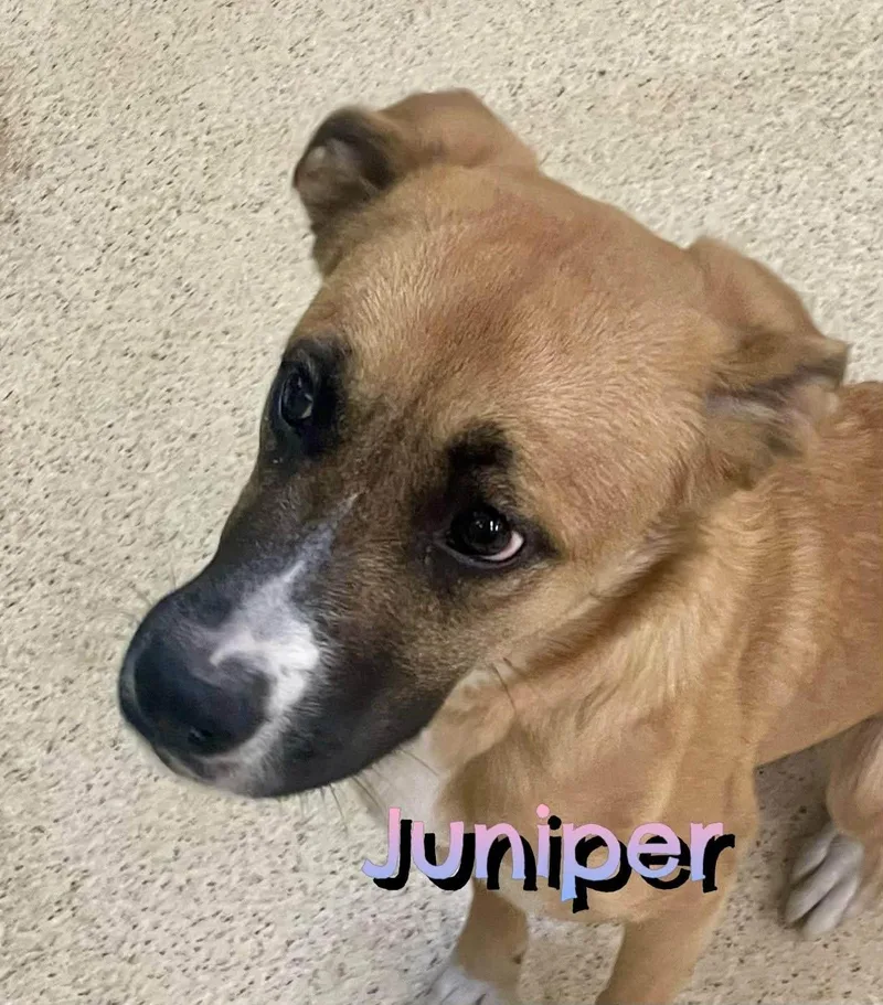 Juniper thumbnail 4