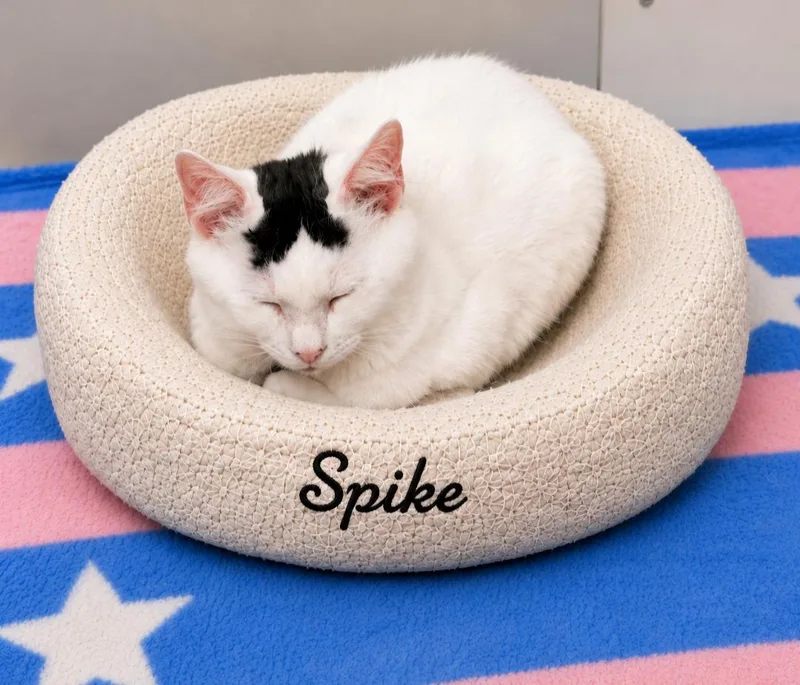 A baby medium-sized male Domestic Long Hair cat named Spike for adoption in Naugatuck, CT