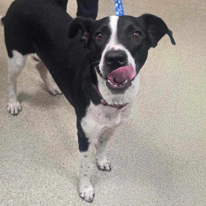 A young medium-sized male Black Mixed Breed dog named Tyco for adoption in Jacksonville, FL