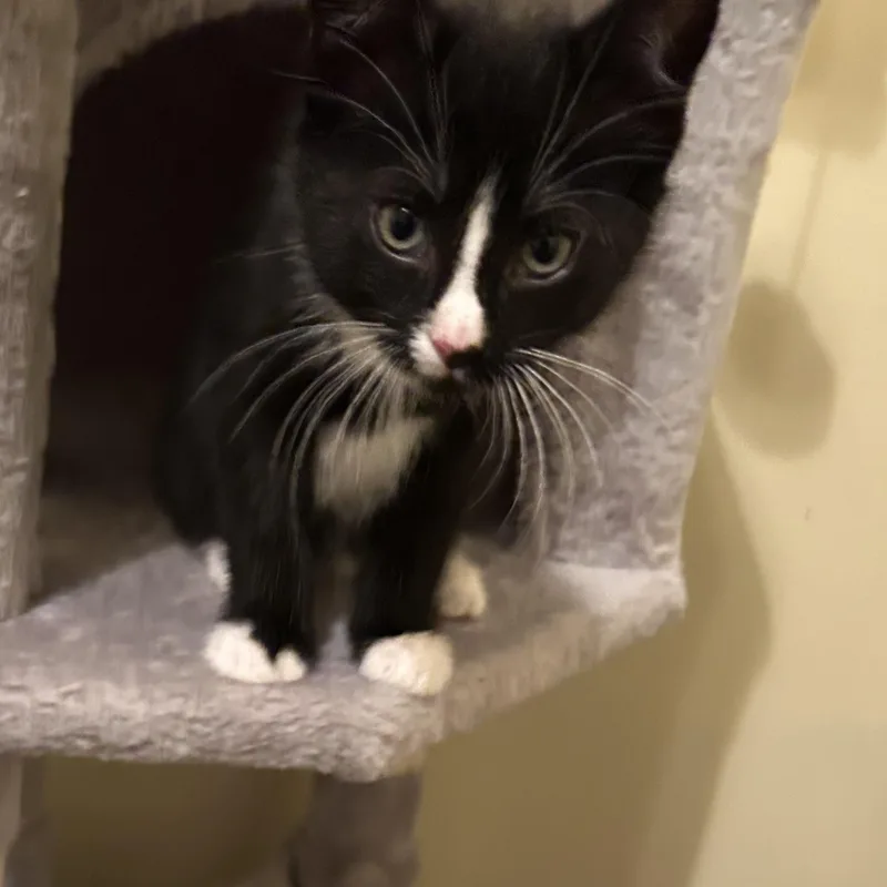 A baby medium-sized female Black & White / Tuxedo Domestic Short Hair cat named Cherri for adoption in Richmond, VA