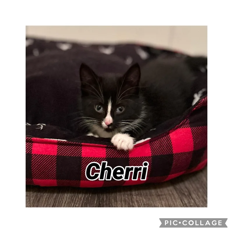 Cherri thumbnail 2