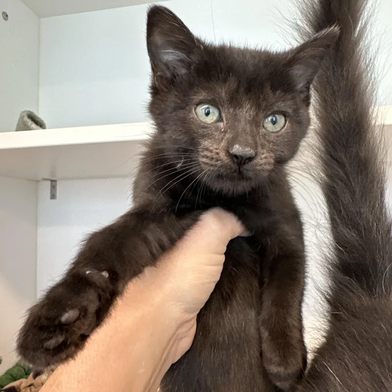 A baby medium-sized female Black Domestic Short Hair cat named Kong for adoption in Manassas, VA