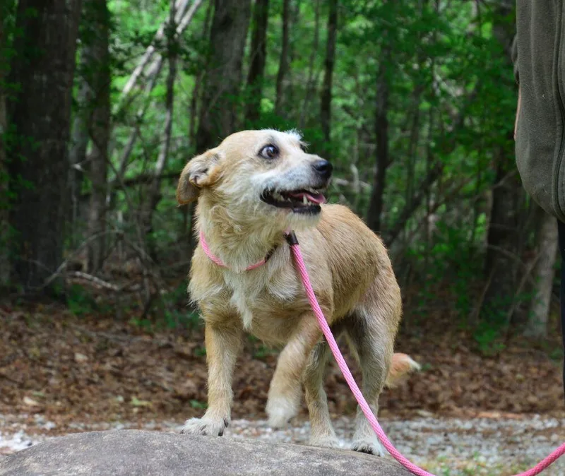 An adult small-sized female Terrier dog named Bristol for adoption in Willingboro, NJ