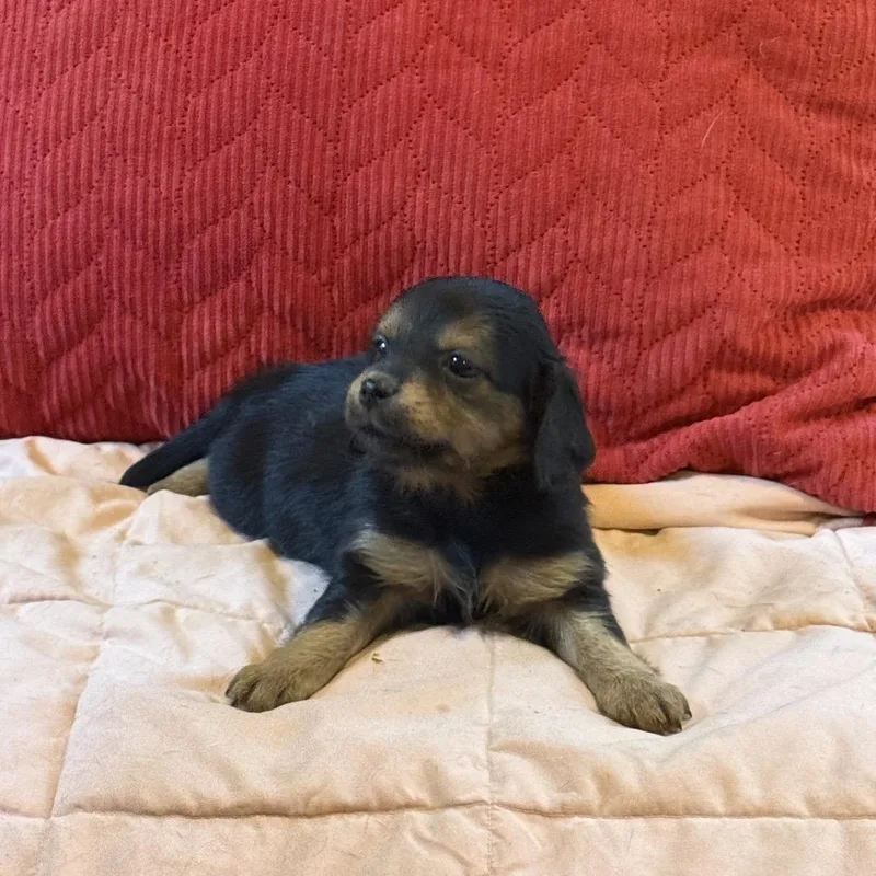 A baby small-sized female Black Mixed Breed dog named Sweet Lulu for adoption in Chantilly, VA