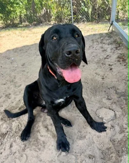 An adult large-sized male Black Labrador Retriever dog named Edgar for adoption in Inverness, FL