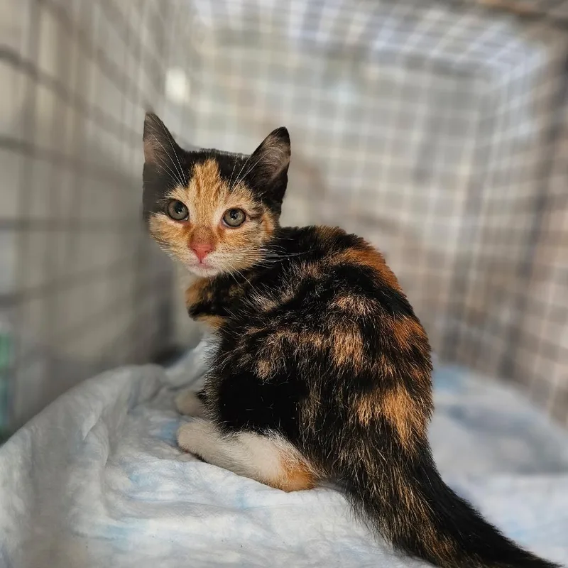 A baby small-sized female Calico Domestic Short Hair cat named Nala for adoption in Middletown, NY