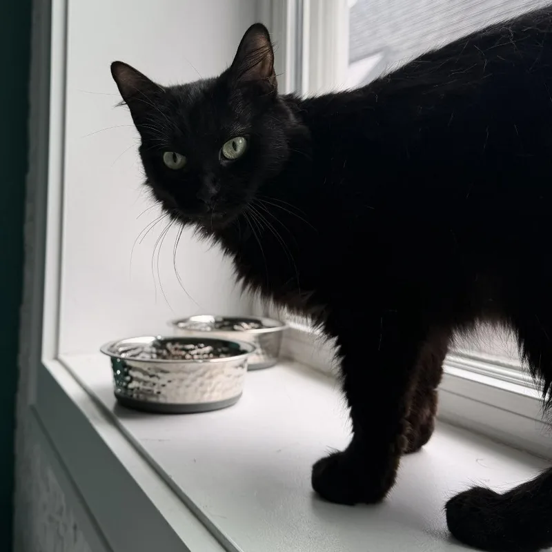 An adult medium-sized female Black Domestic Medium Hair cat named Bandit for adoption in Wheeling, IL